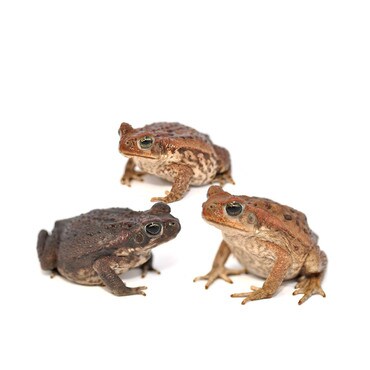 Group of 3 Marine Toads